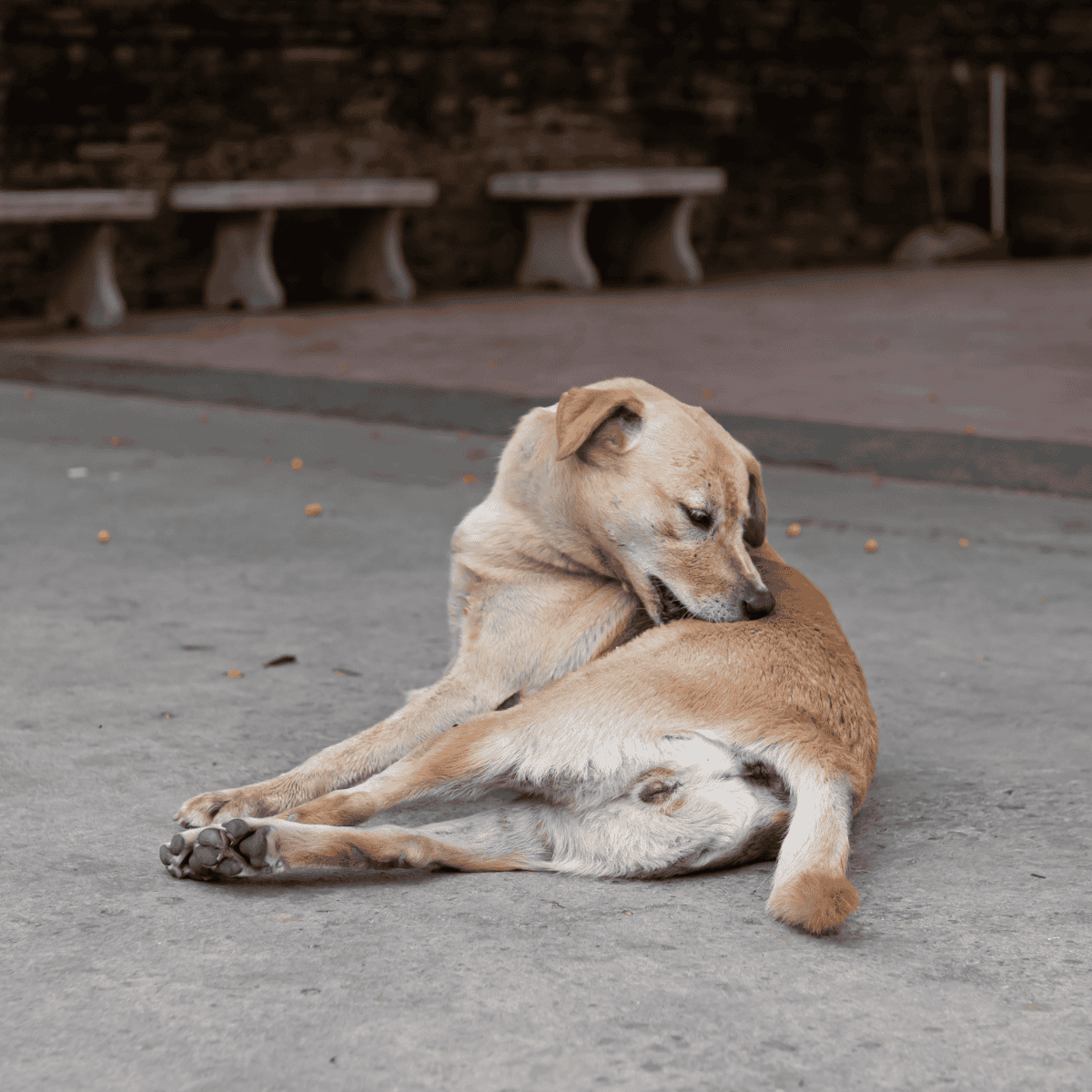 Adorable dog hug captures love and care, perfect for highlighting pet adoption and dog wellness.