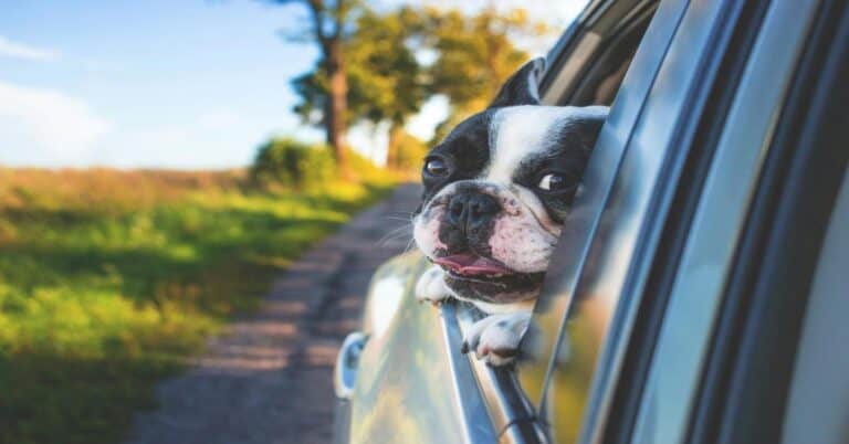 Cutest French Bulldog puppy enjoying car ride through scenic countryside, happy and curious.