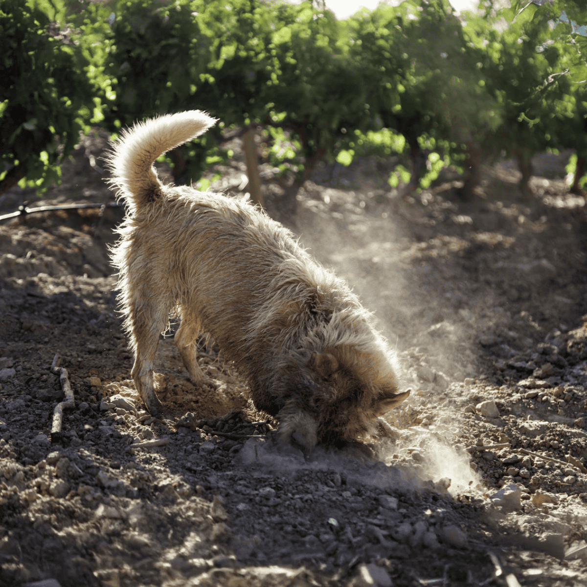 Dog digging in outdoor dirt, exploring nature, on a sunny day at a park.