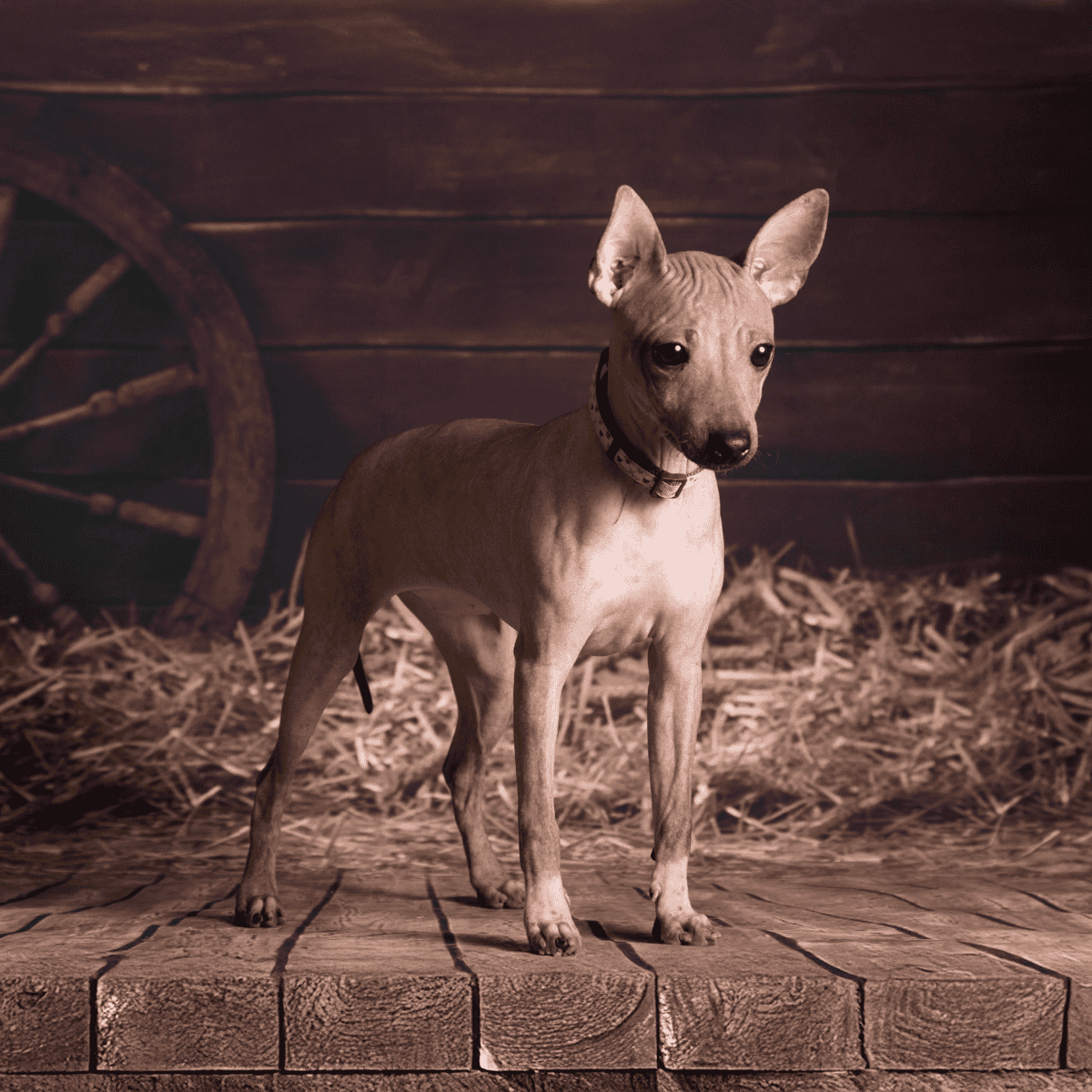 Small dog with a sleek coat and large ears. Ideal pet for apartment living and companionship.