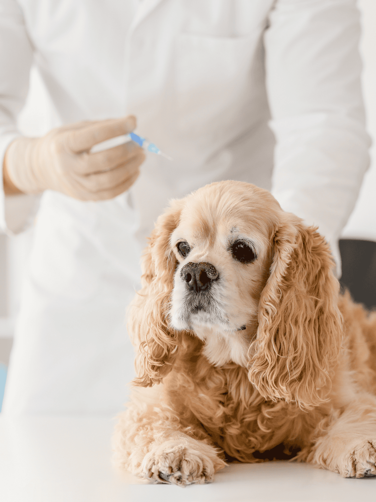 Northern dog receiving vaccination at veterinary clinic for health care.
