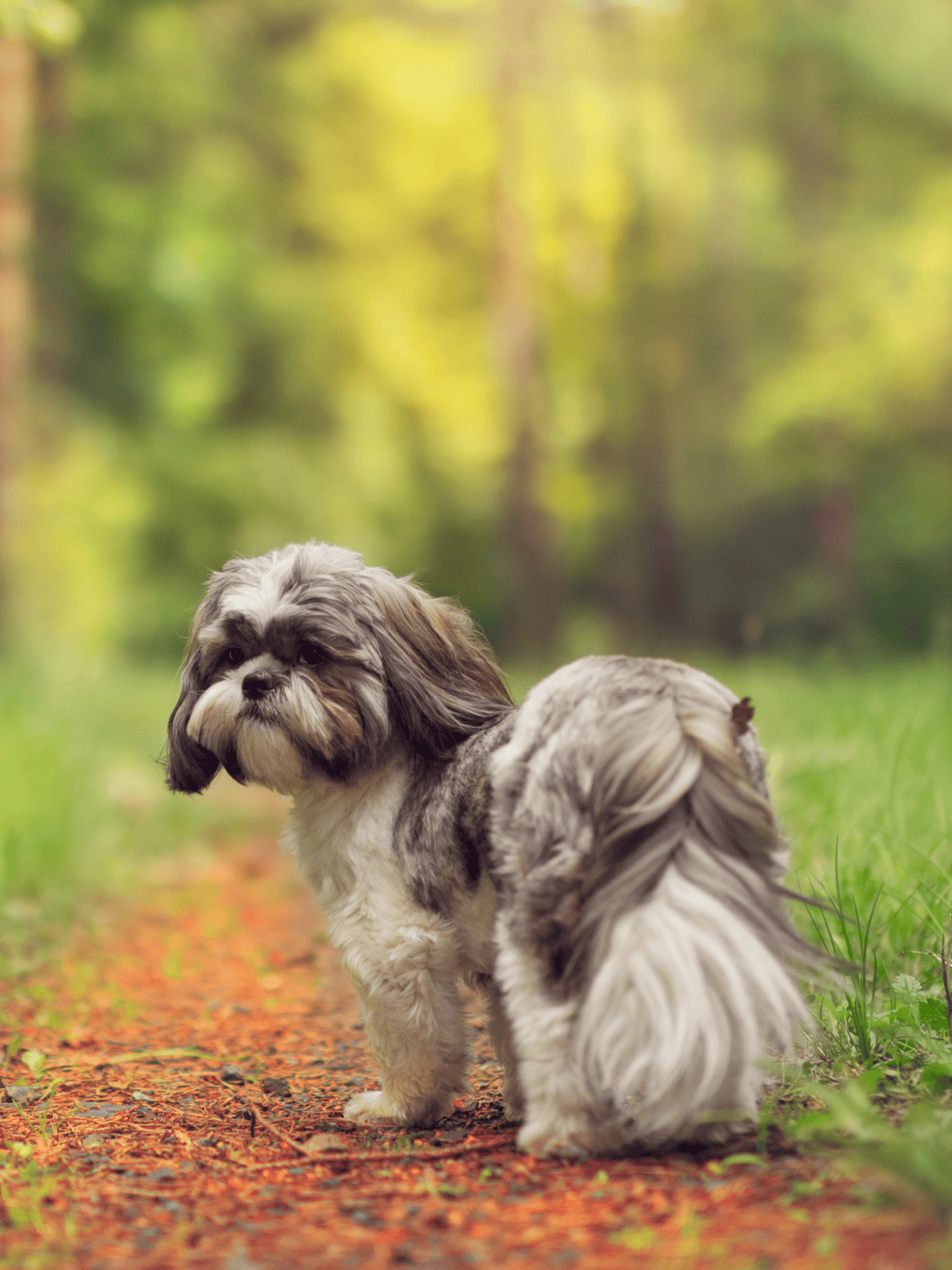 Adorable Shih Tzu dog on nature trail in lush green woods.