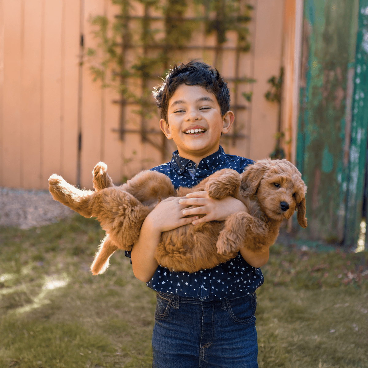 Cute boy smiling while holding playful golden puppy.