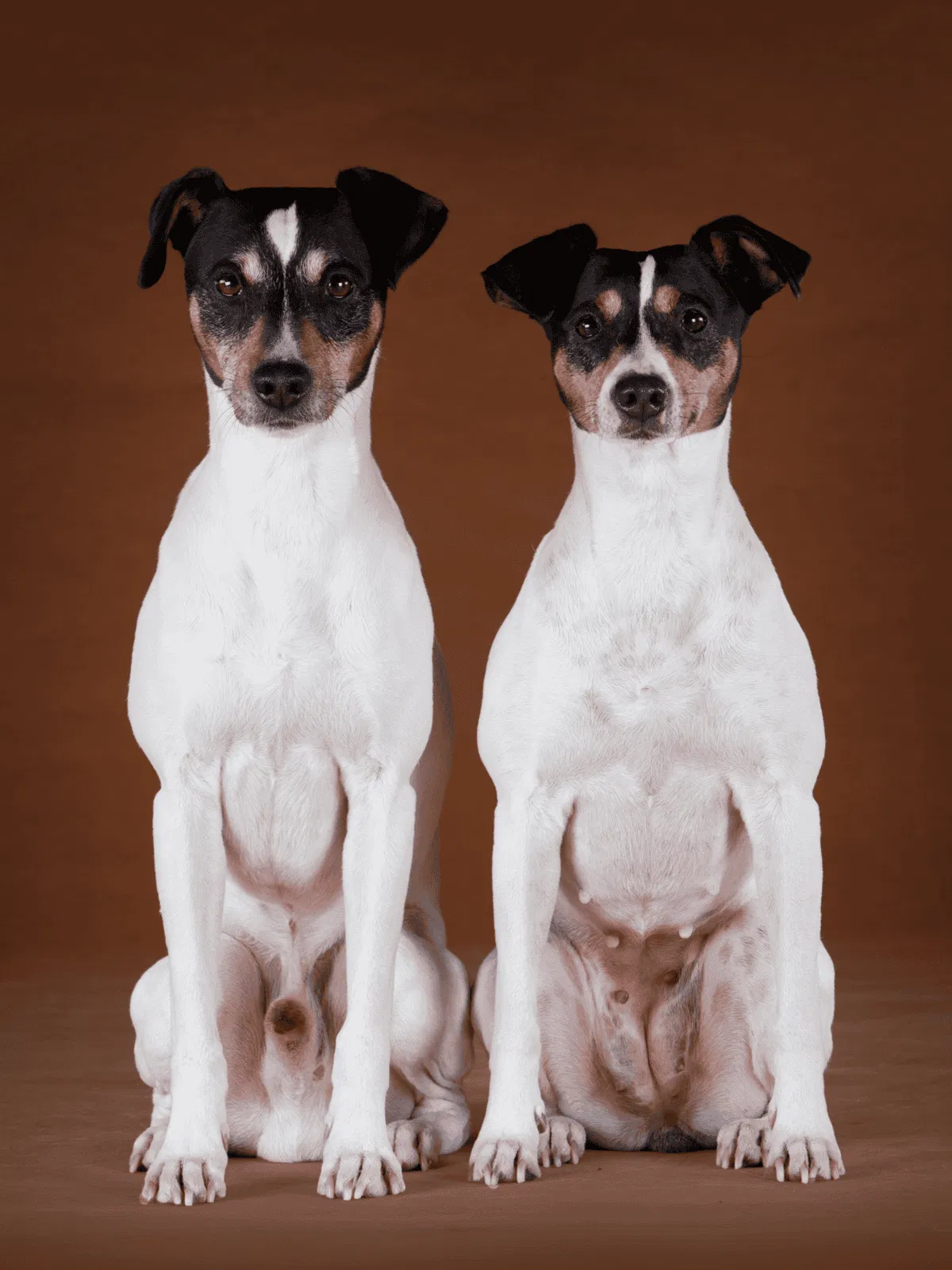 Adorable mixed breed dogs sitting side by side, perfect for pet lovers interested in dog adoption.