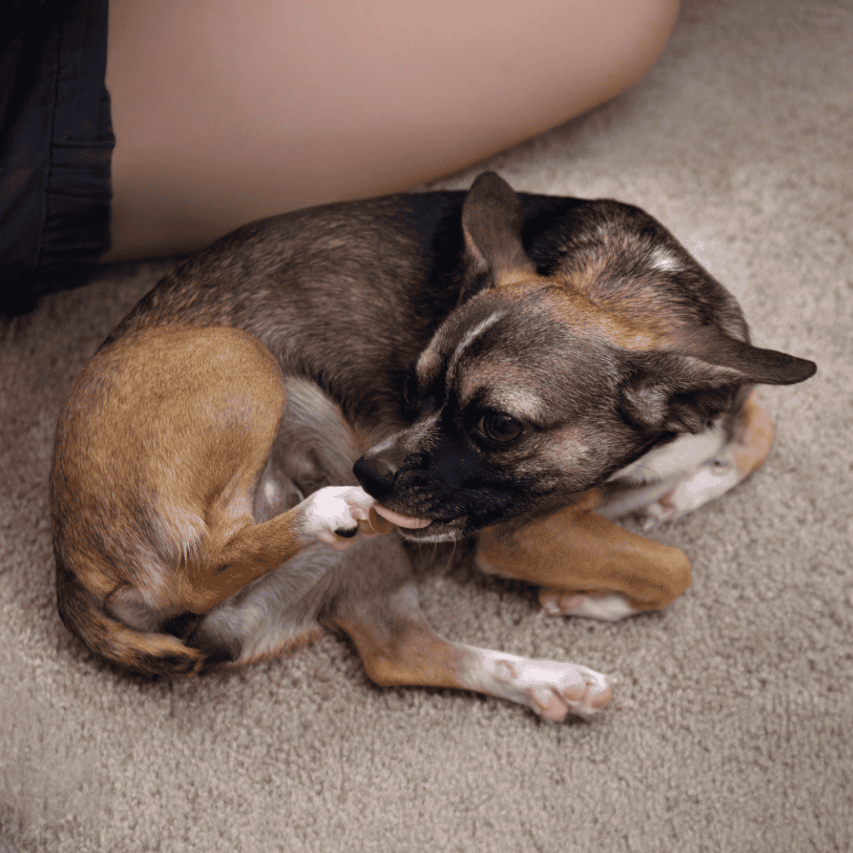 Adorable puppy and kitten snuggling, showcasing pet companionship and playfulness.
