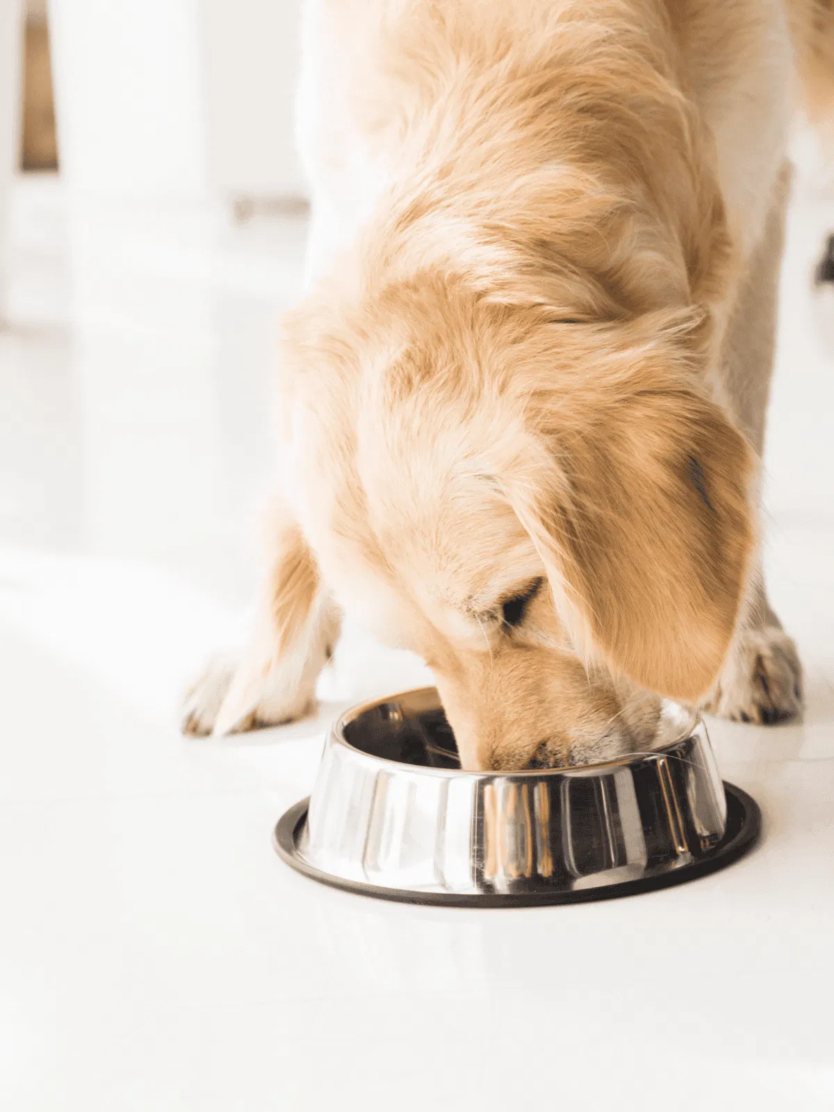 Dog eating from stainless steel bowl, nutritious dog food, and feeding tips.