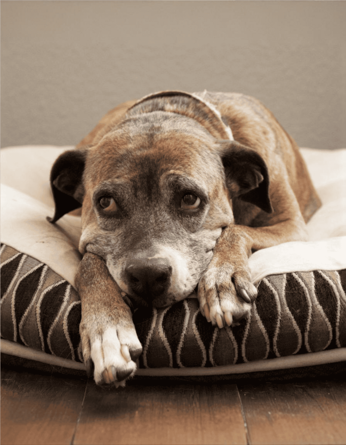 Comfortable dog bed for relaxing and restful sleep, perfect for dogs needing cozy sleep zone.