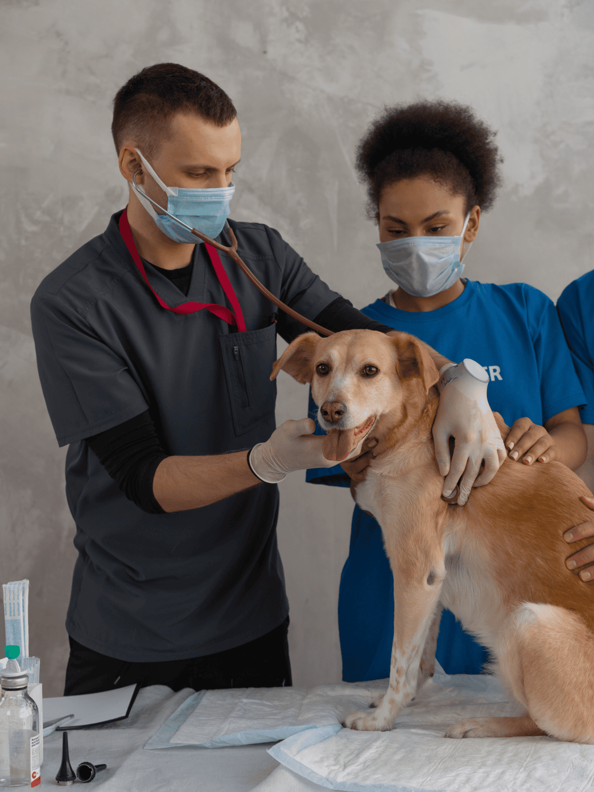 Vet examining a dog with stethoscope at animal clinic.