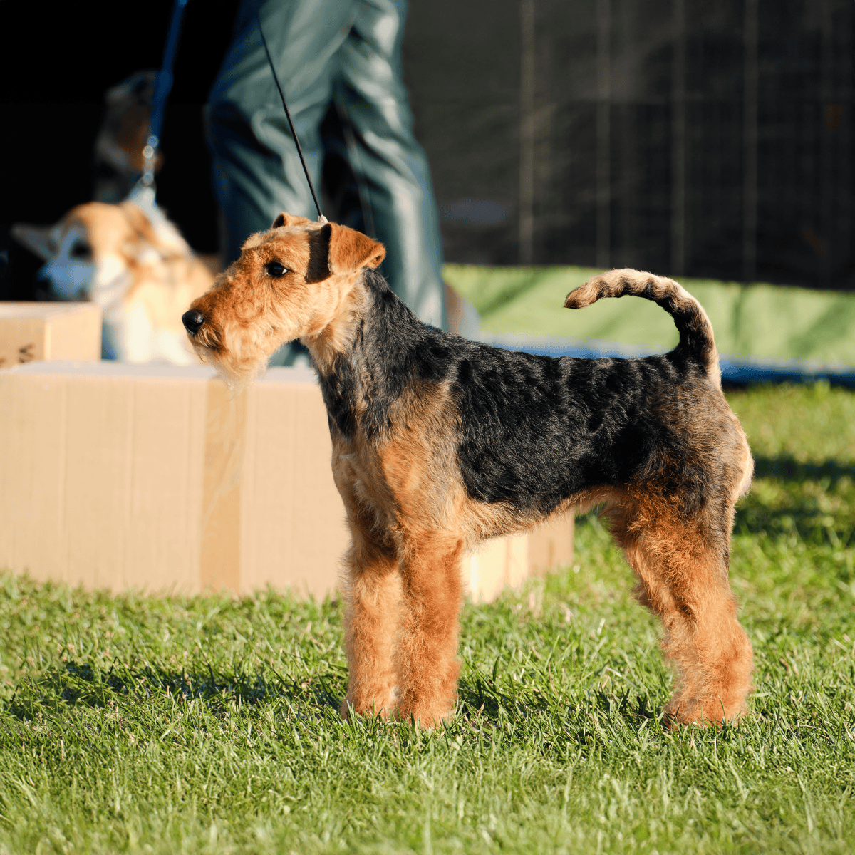 Cute Airedale Terrier dog at outdoor grooming event.