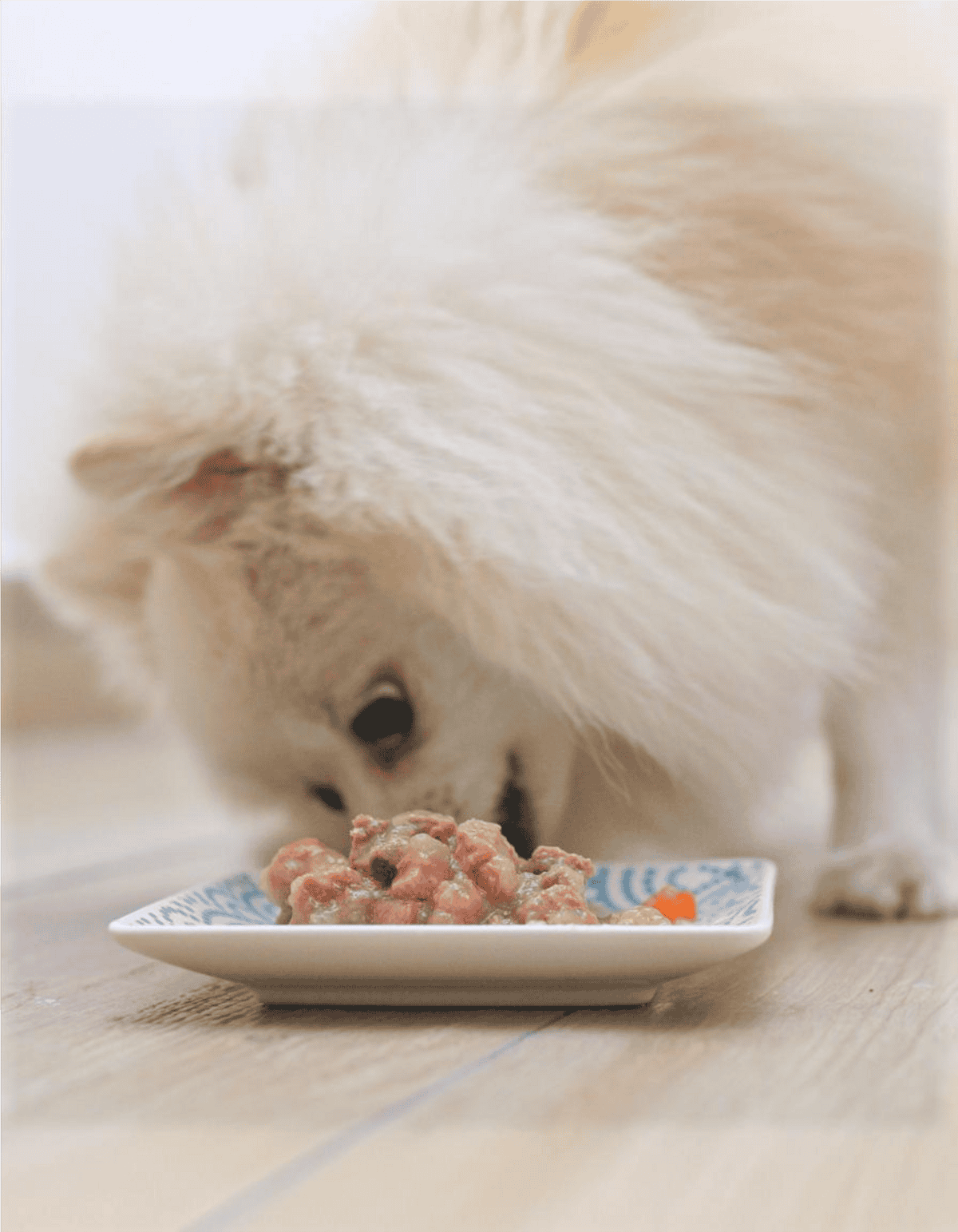 Close-up of fluffy dog enjoying healthy homemade dog food in a white dish.