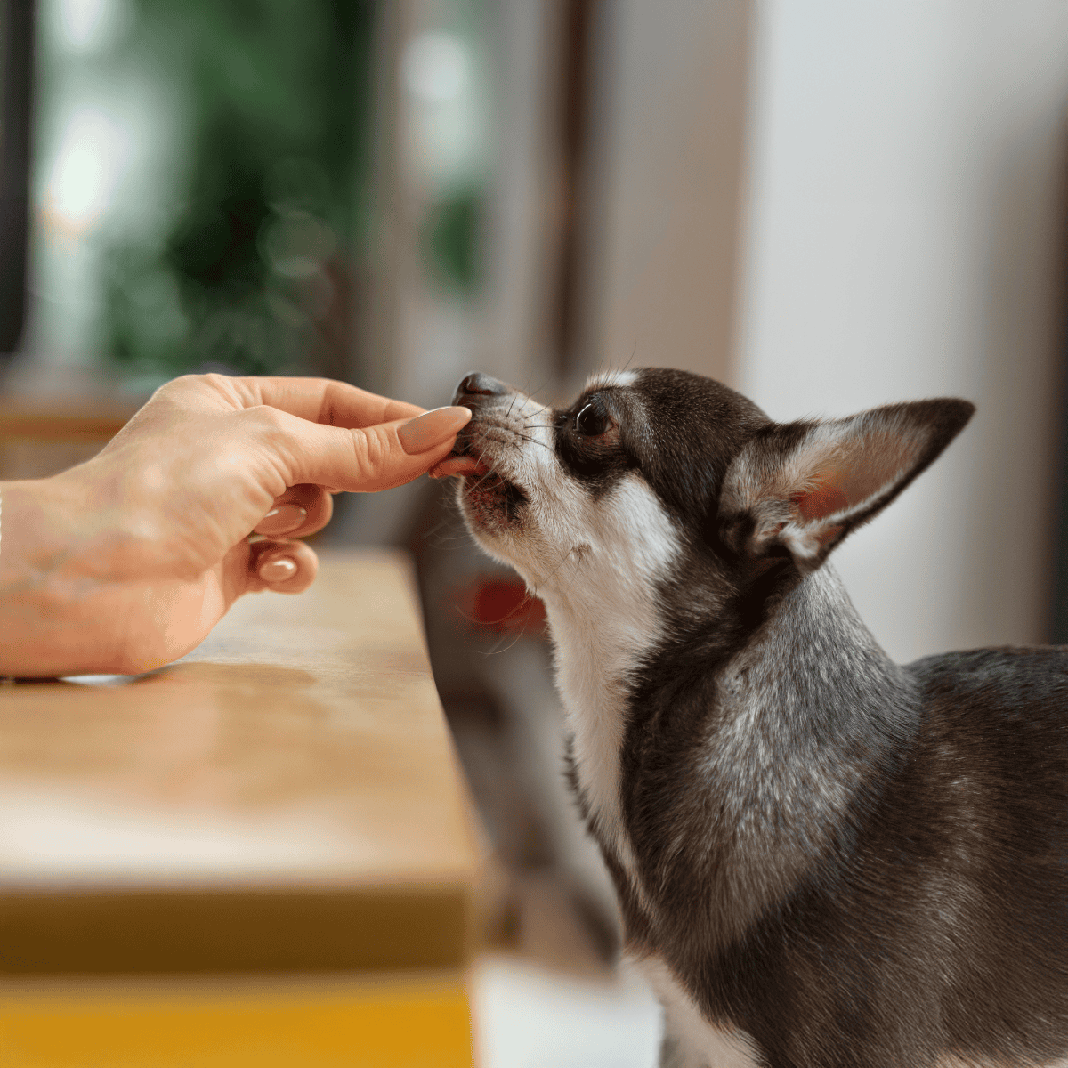 Cute dog treats and training at home with fun and gentle interaction.