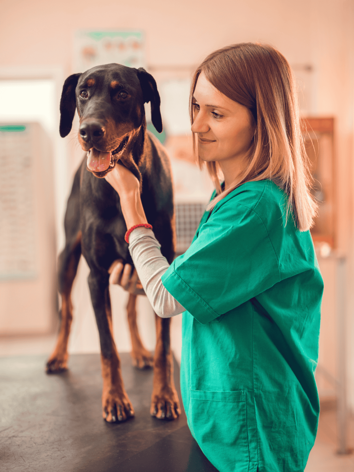 Vet examining a cute black and brown dog in a veterinary clinic.