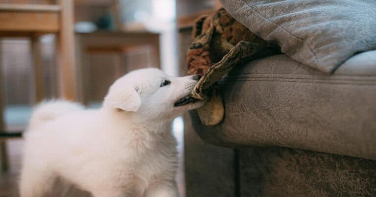 Adorable white puppy pulling on a fabric cushion, showcasing playful dog behavior.