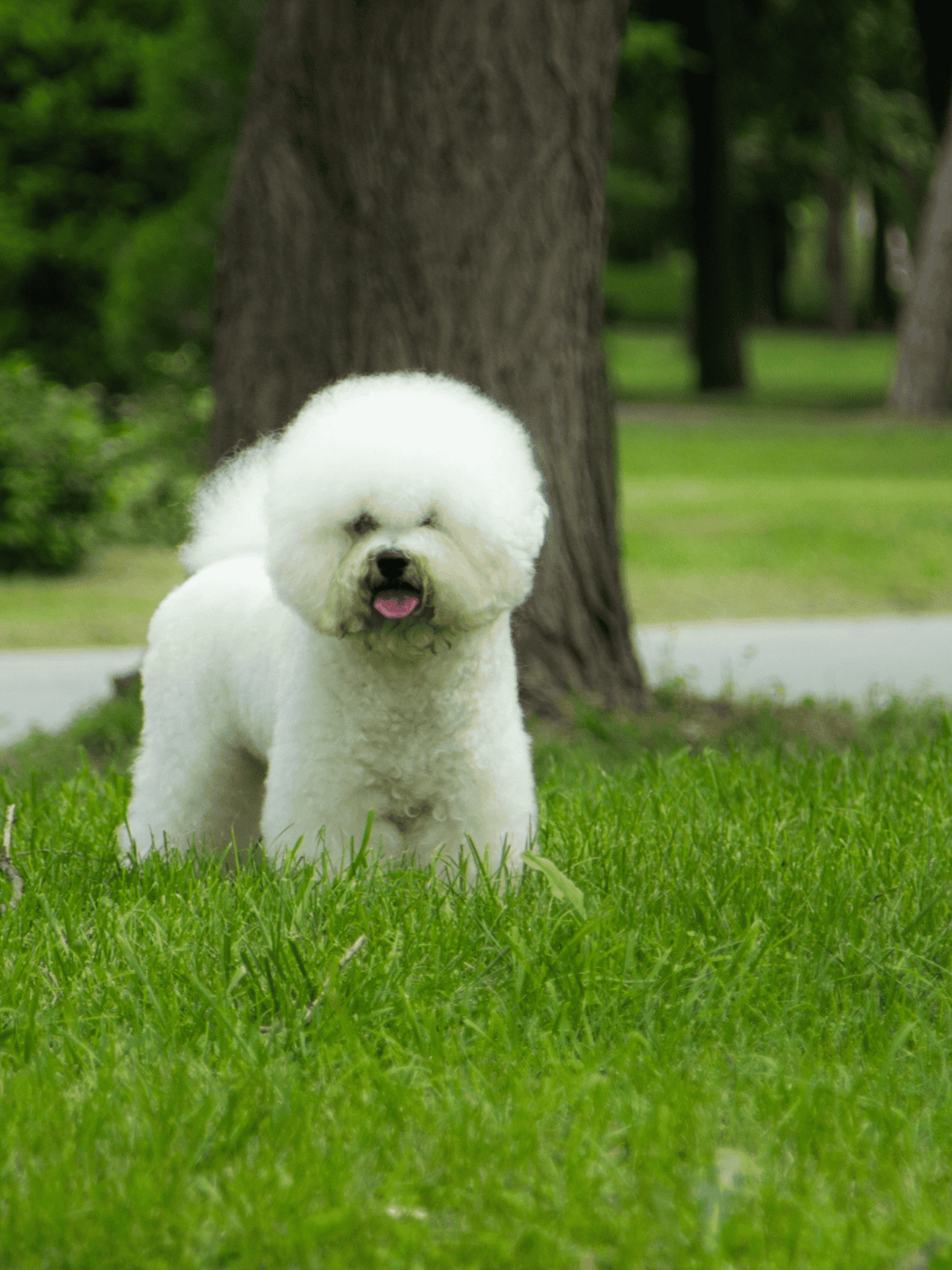 Adorable Bichon Frise enjoying a groomed appearance outdoors in a lush park environment.