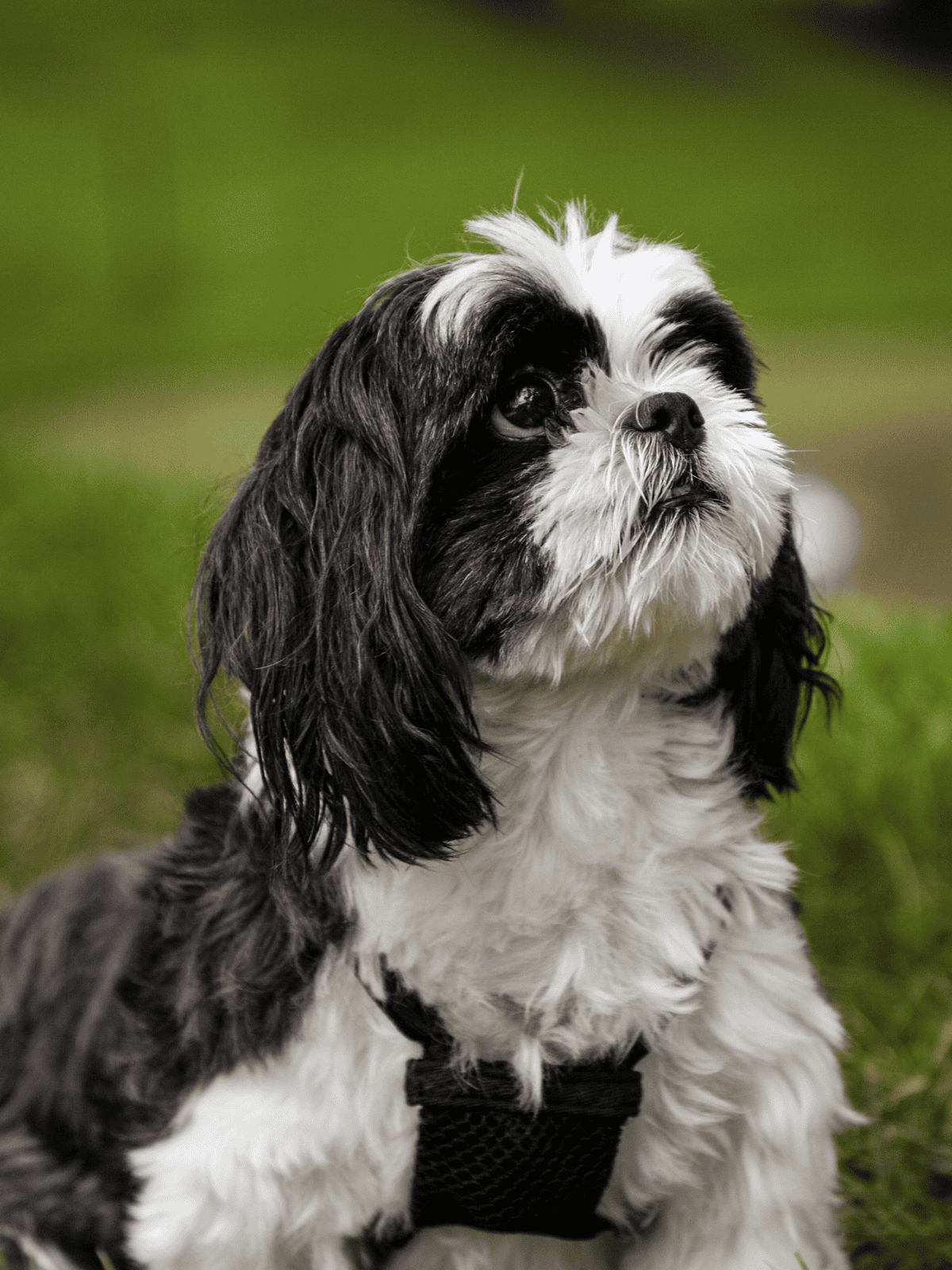 Adorable black and white Shih Tzu puppy outdoors, nature background, wearing a harness.