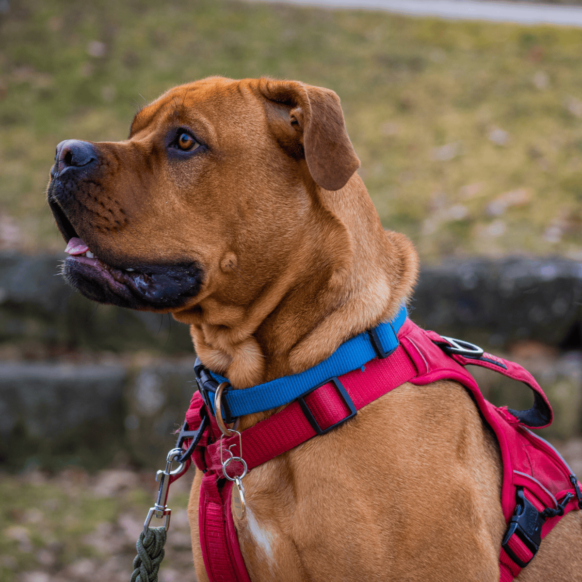 Rescue dog in red harness outdoors, alert and happy, ready for adventure.