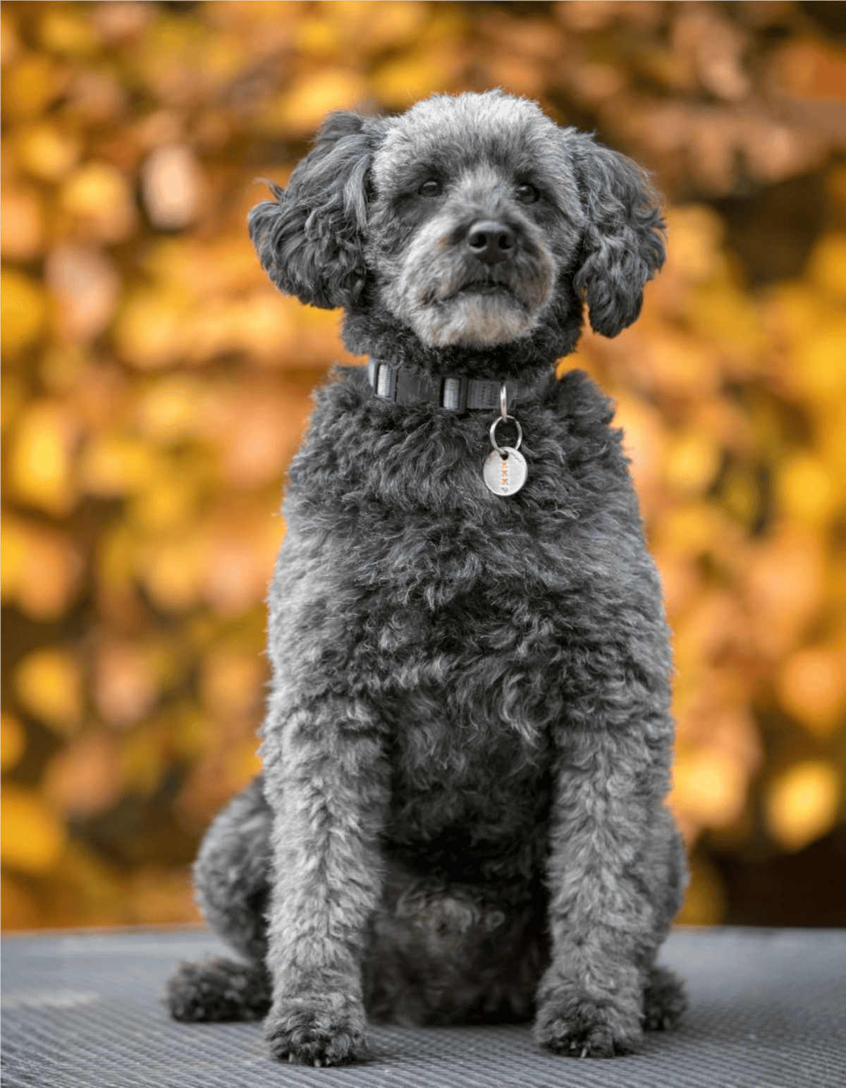 Playful black and gray poodle mix dog sitting outdoors with autumn leaves background.