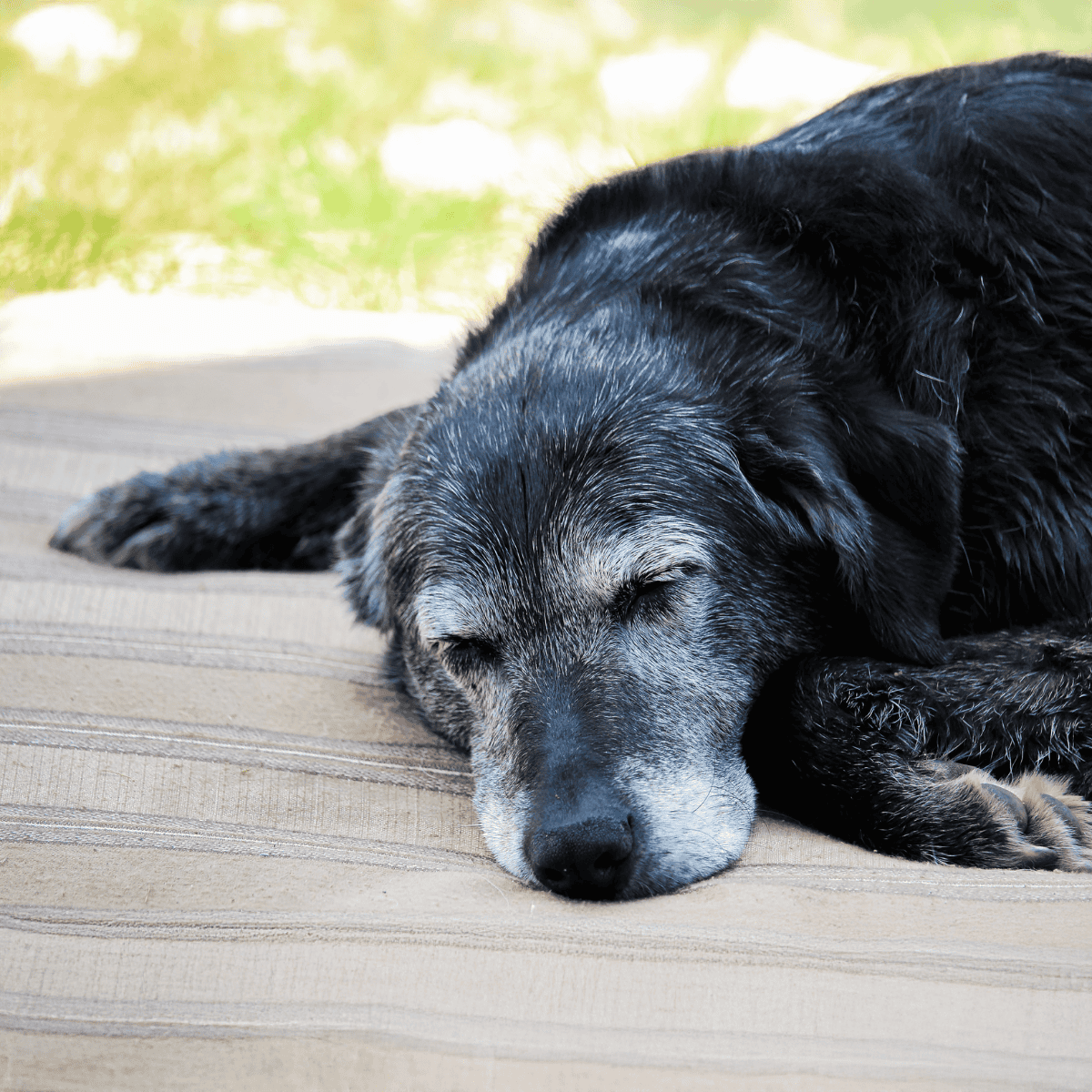 Adorable sleeping dog resting on outdoor mat, peaceful and relaxed.