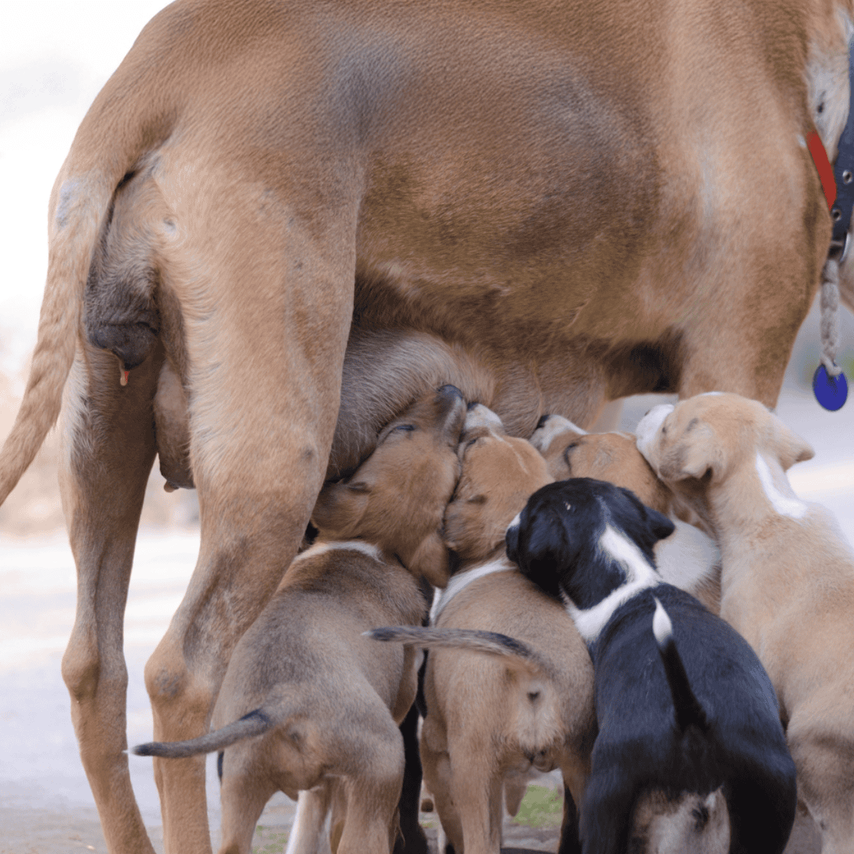 Young puppies feeding on their mother’s milk outside.