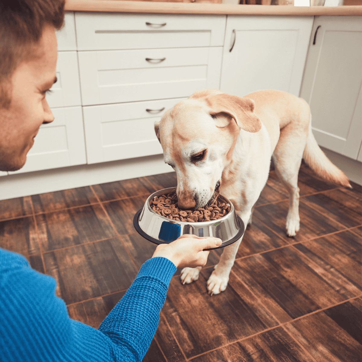 Dog feeding and care service for pets.