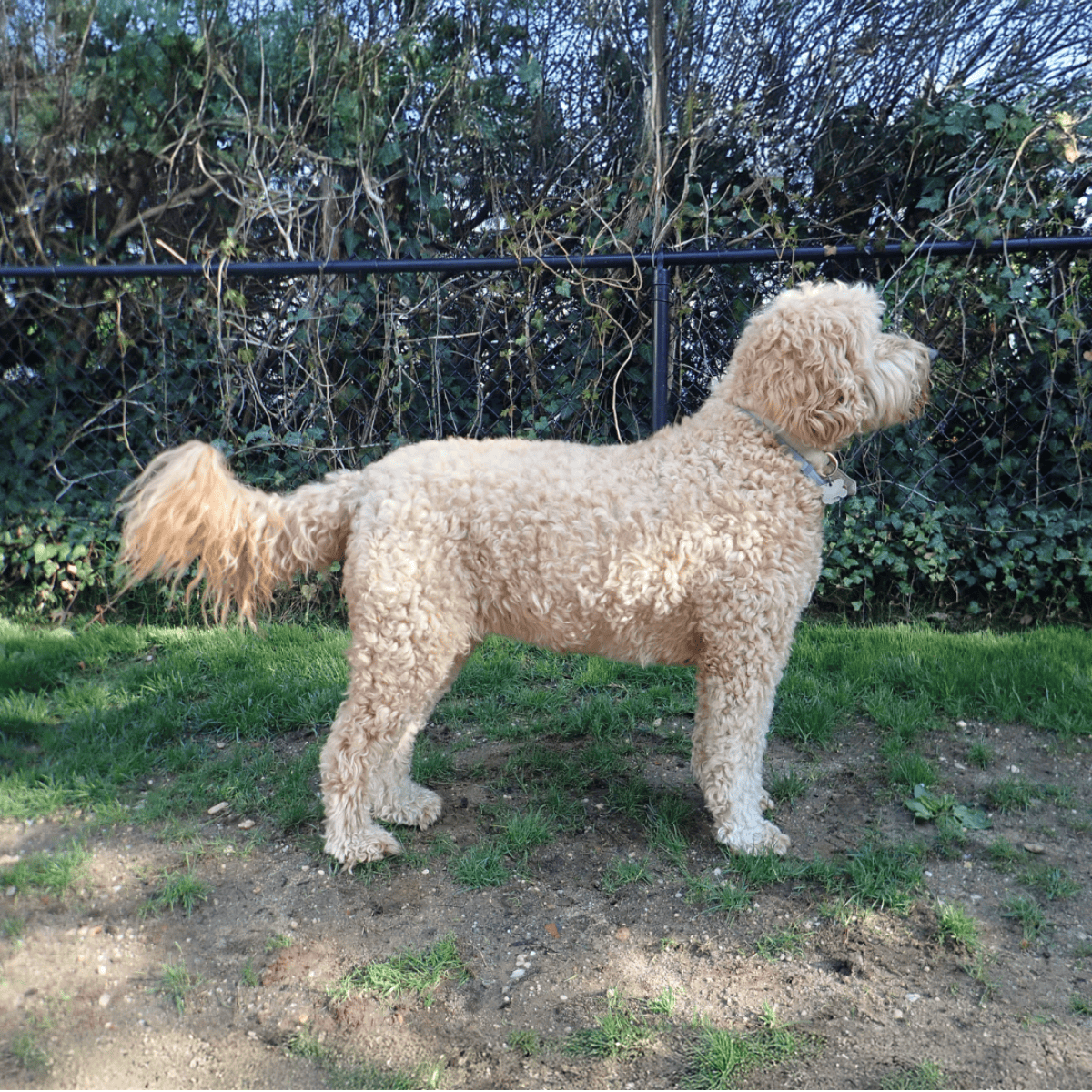 A lovable, curly-coated goldendoodle standing alert on grass next to a fence. Perfect for dog lovers seeking playful companions.