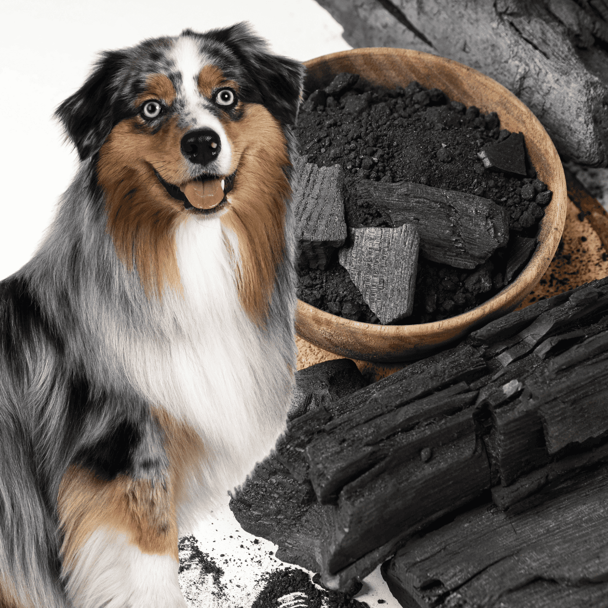 Dog food, healthy treats, and tips for pet nutrition, enhancing your dog's health and happiness.