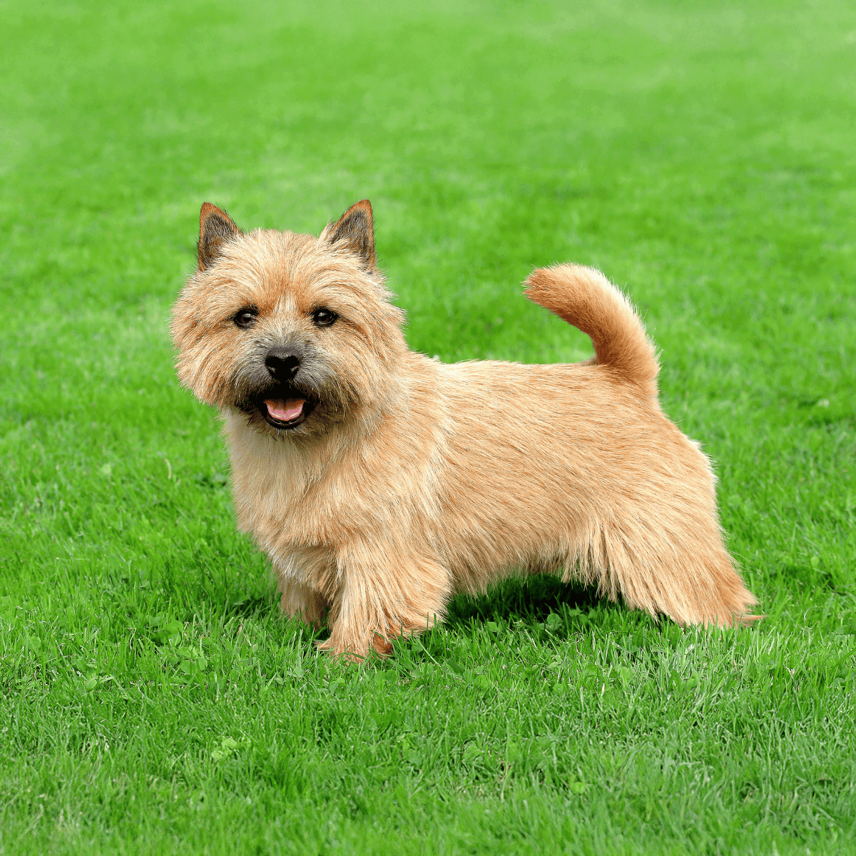 Adorable Border Terrier puppy outdoors on lush green grass, showcasing a friendly and energetic vibe.