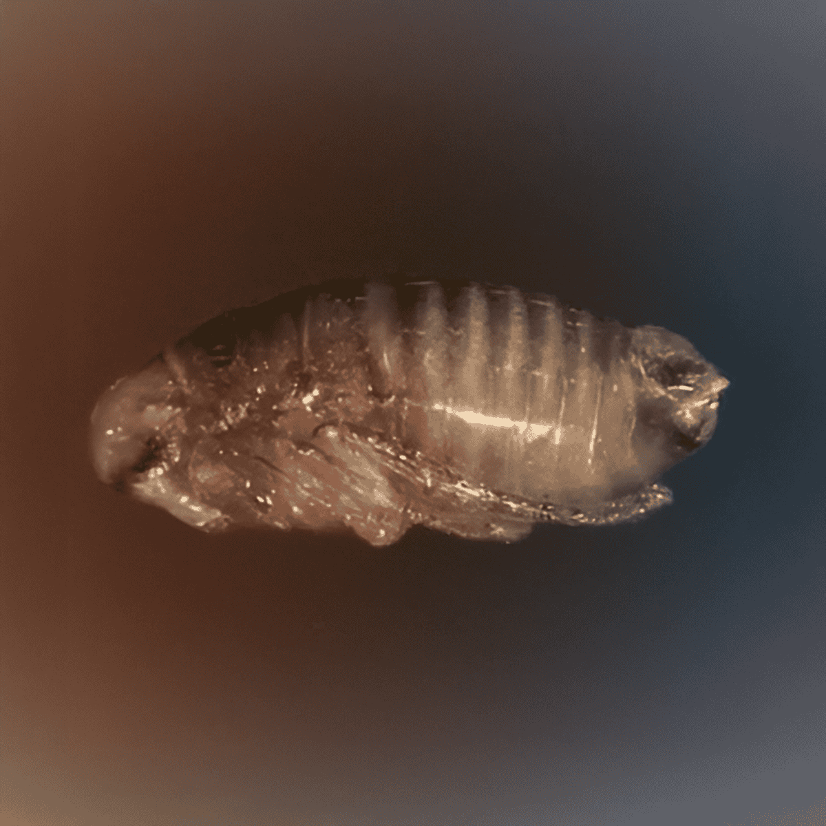 Close-up of a small fish encased in amber, highlighting its delicate features and preservation quality.