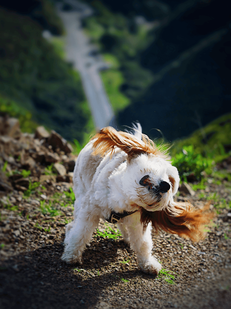 Dog outdoor activity, trail running, waterfall scenery, happy dog, nature walk, pet adventure.