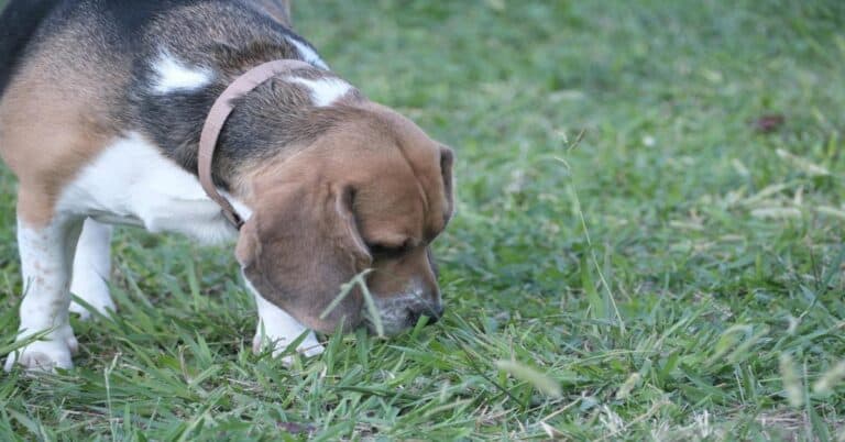 Dog sniffing grass in a park, showcasing dog health, outdoor activity, and wellness lifestyle.