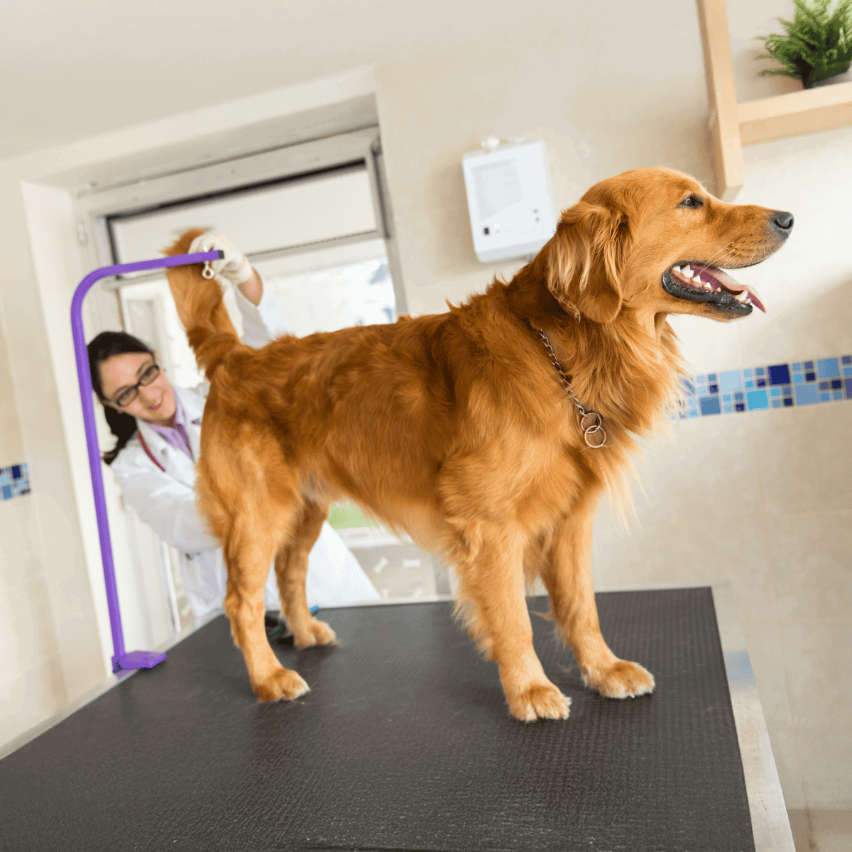 Dog health check-up at veterinary clinic.