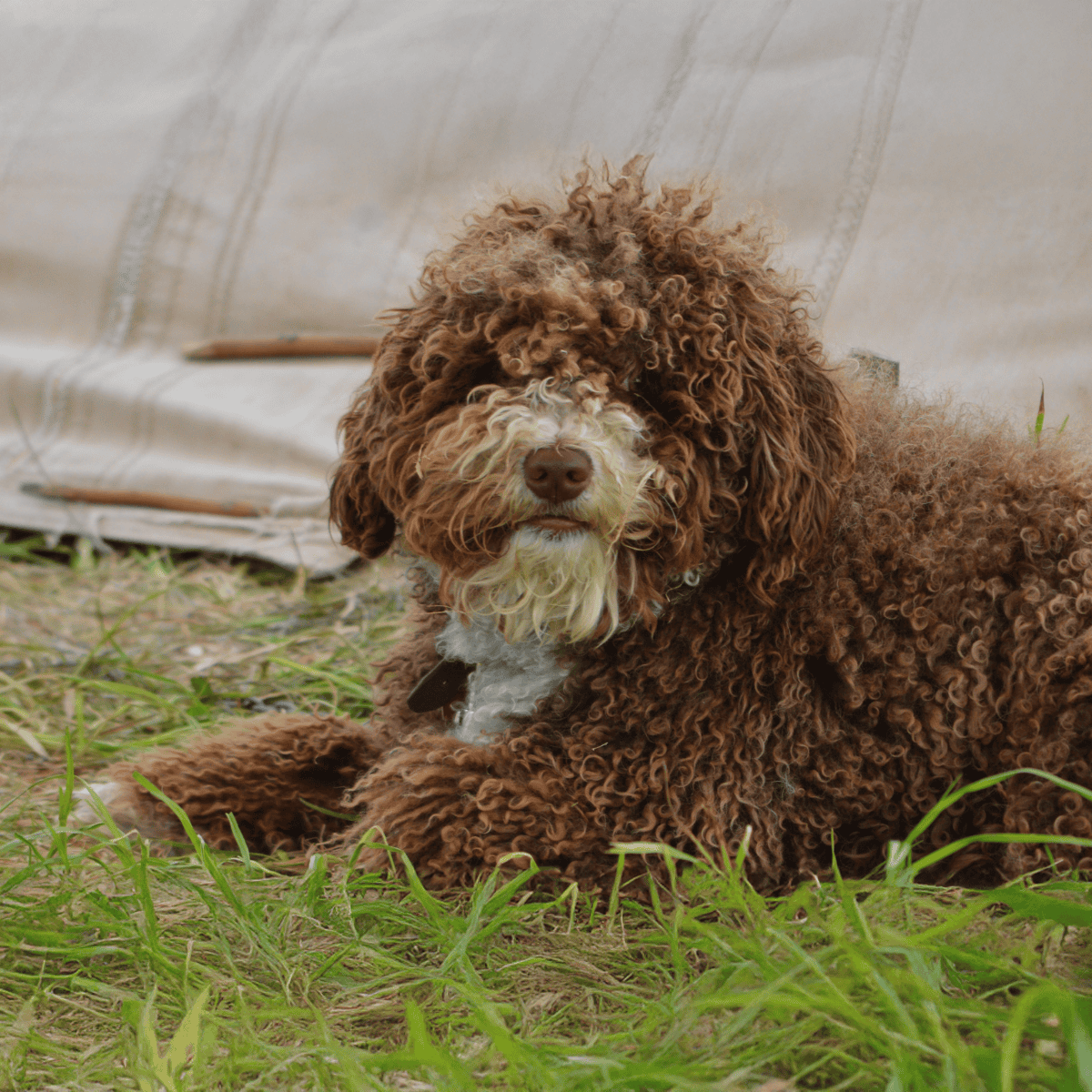 Dog lying on grass with curly coat, peaceful in natural setting.