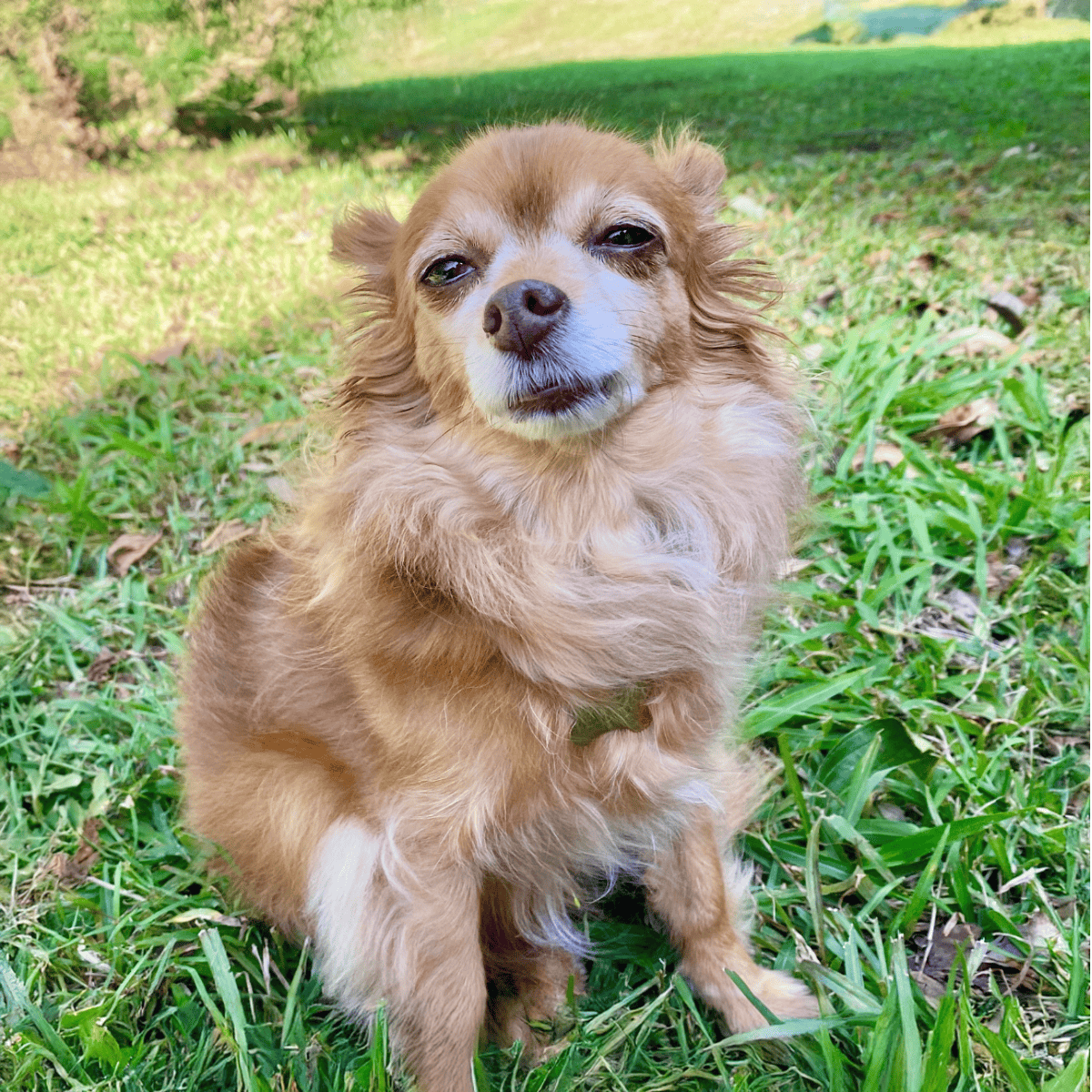 Dog sitting on grass in outdoor setting, showcasing a small, adorable dog for pet care and dog grooming.