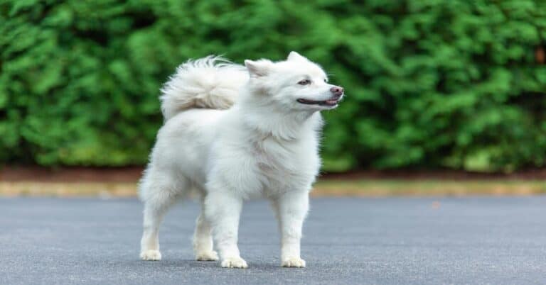 Clean, happy Siberian Husky dog outdoors on pavement, lush green background.