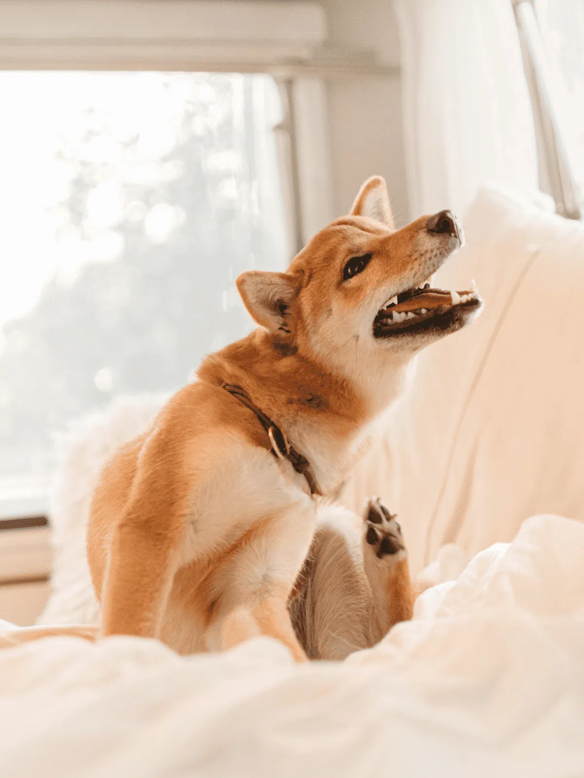 Adorable Shiba Inu relaxing on a cozy bed, capturing a moment of joy and comfort.