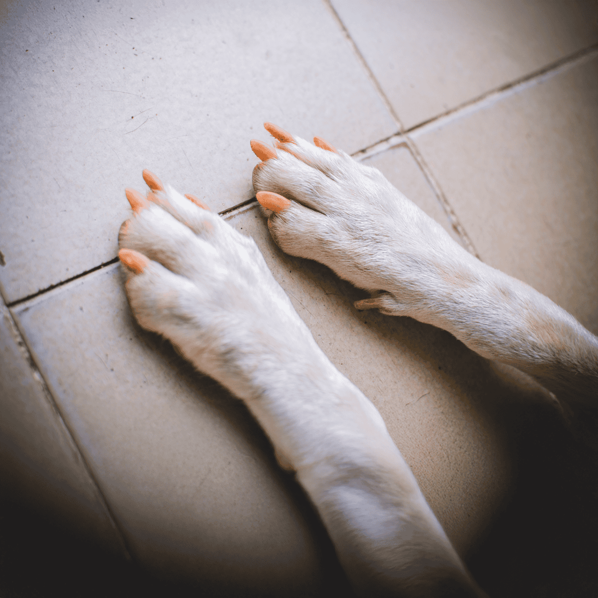 Close-up of a dog's front paws with trimmed nails on a tiled floor.