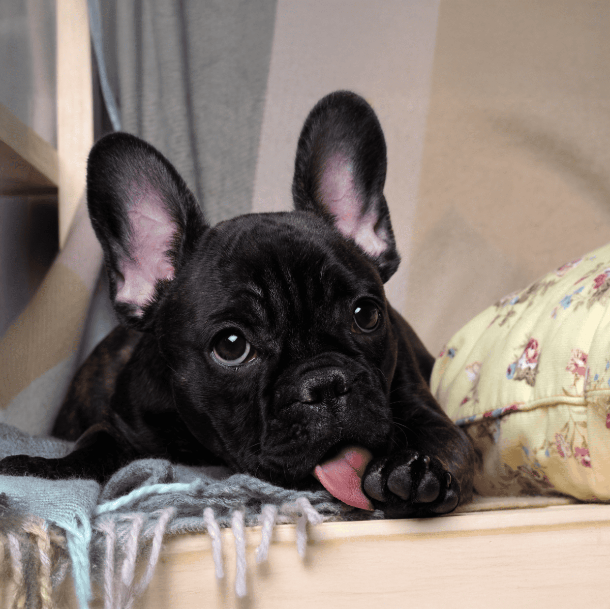 Adorable French Bulldog puppy relaxing indoors, perfect for pet care and dog ownership.