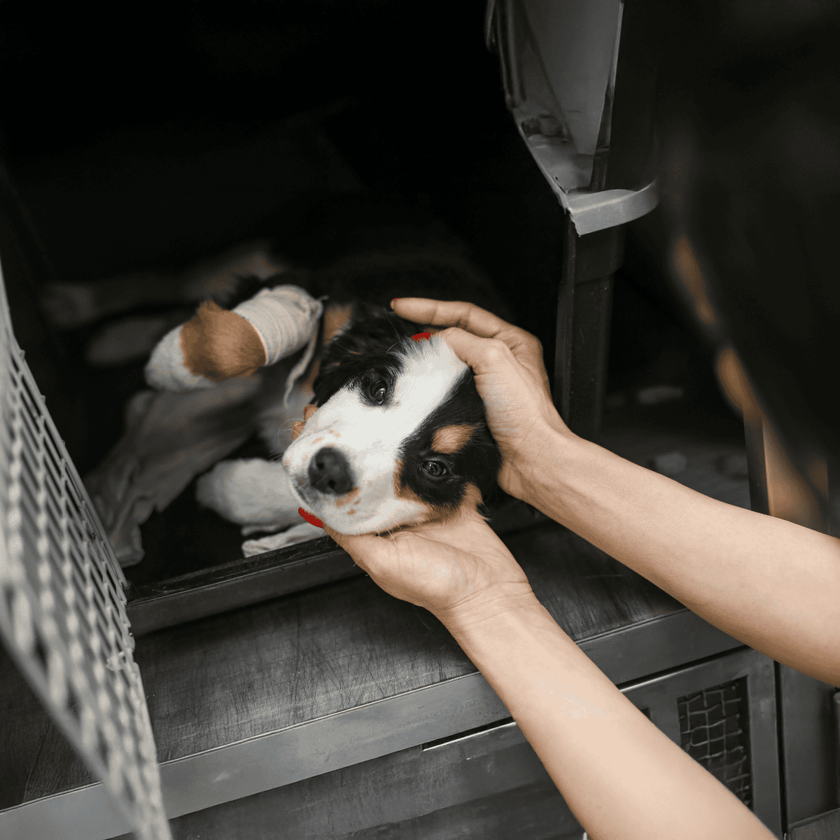 Caring for a cute puppy with gentle hand petting in a veterinary setting.