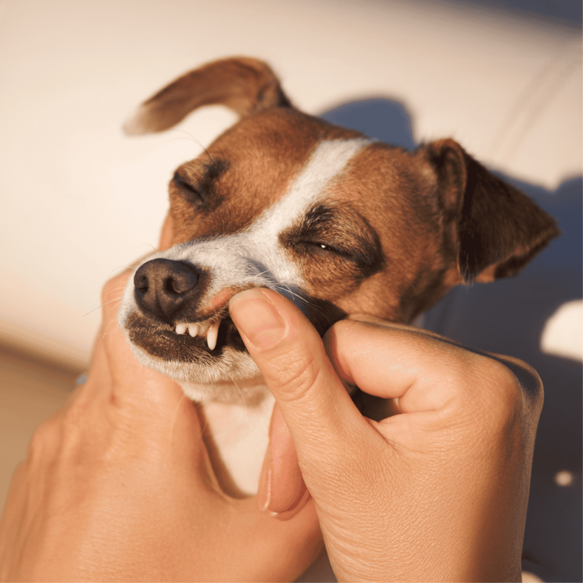 Dog dental care, teeth cleaning, pet oral hygiene.