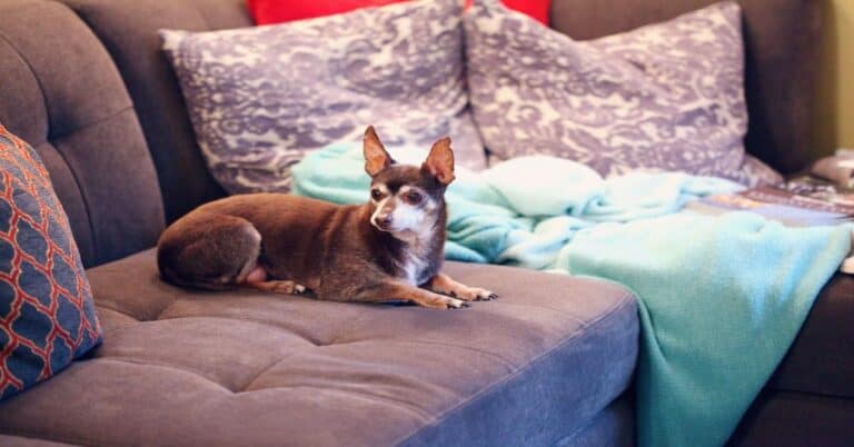 Comfortable dog relaxing on a cozy living room sofa. Perfect for pet-friendly home environments.