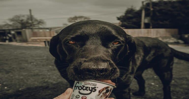Black dog licking Frozzys frozen yogurt treat for dogs in backyard setting.