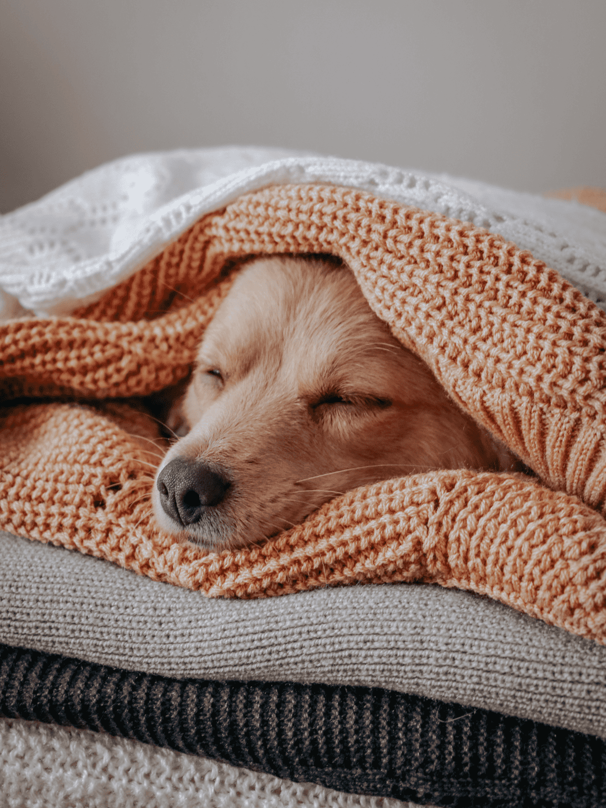Comfortable sleeping dog wrapped in cozy blankets.