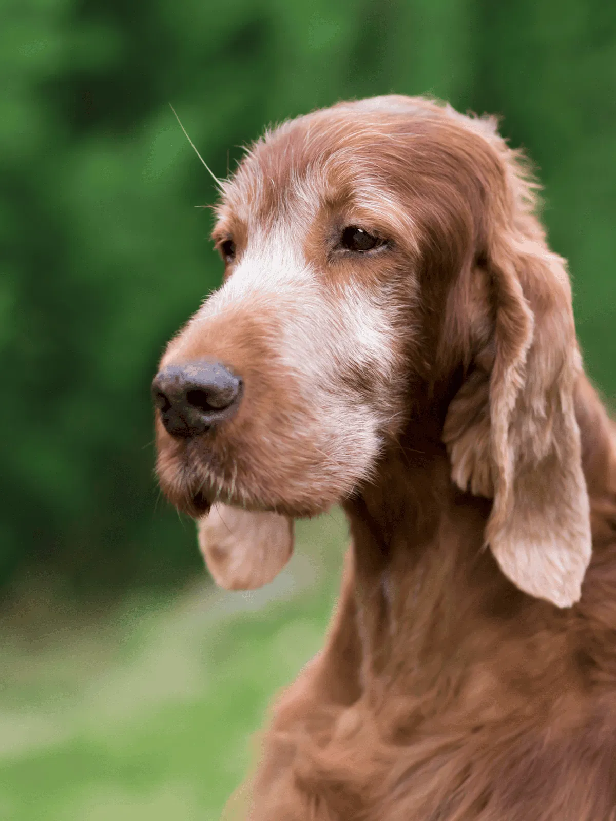 Adorable brown puppy with floppy ears, perfect for dog lovers and pet owners.