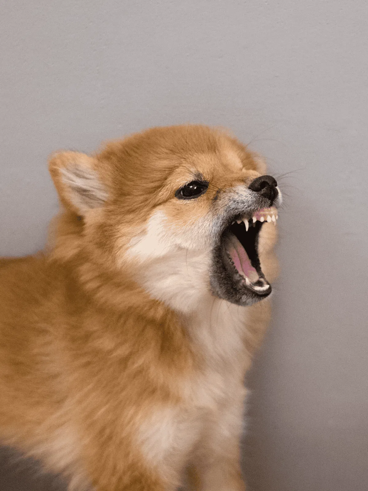 Dog fixing.com - Dog grooming and pet care tips.