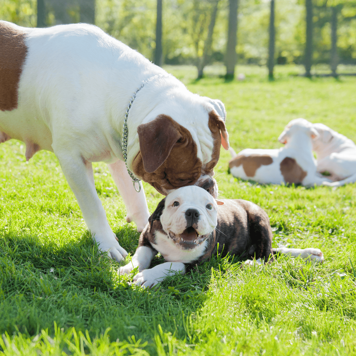Bright, happy puppies bonding, running, and exploring nature together.