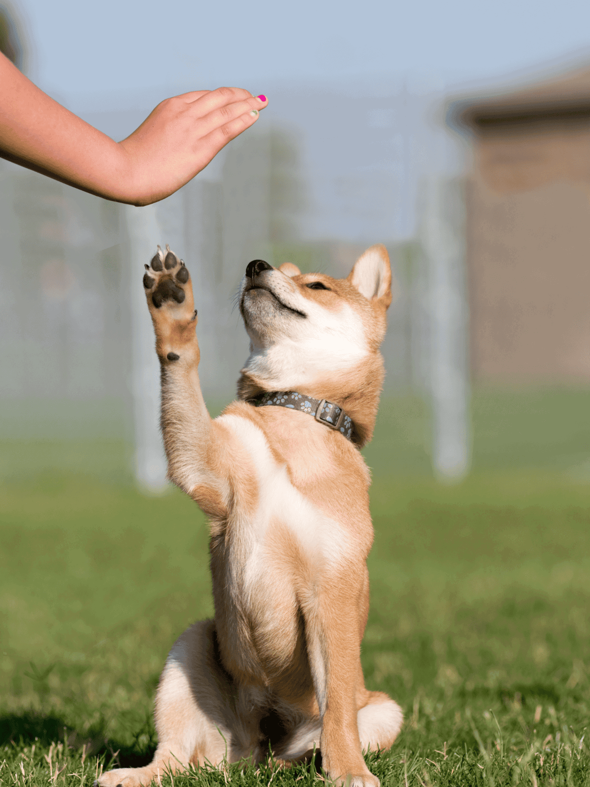 High-angle of adorable dog giving high-five to owner outdoors.