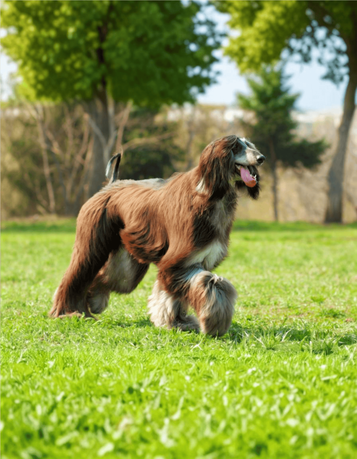 Portrait of an Afghan Hound dog in a park, enjoying outdoor playtime amidst trees.