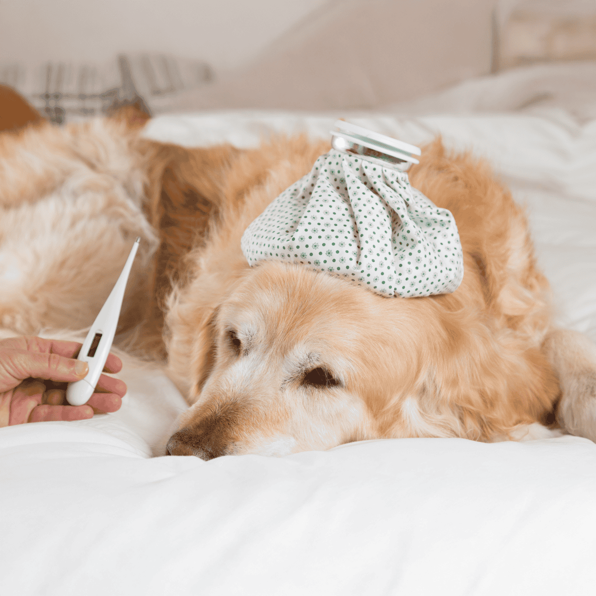 Dog with ice pack and thermometer for illness relief.