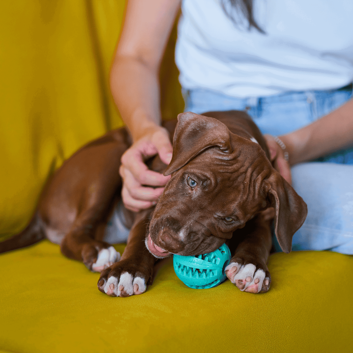 Adorable brown puppy chewing a blue toy dog ball on yellow couch.
