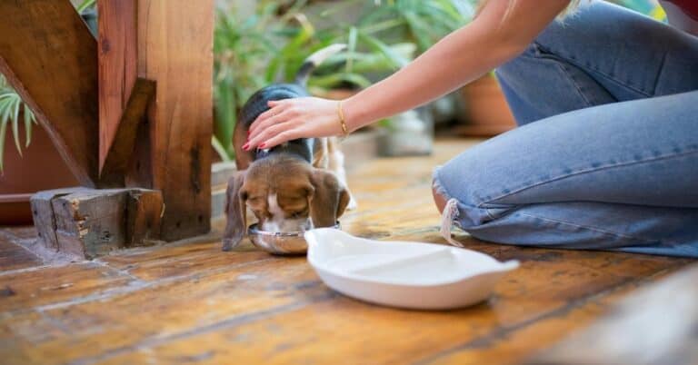 Keen on dog feeding services, pet feeding, dog care, or dog feeding tips.